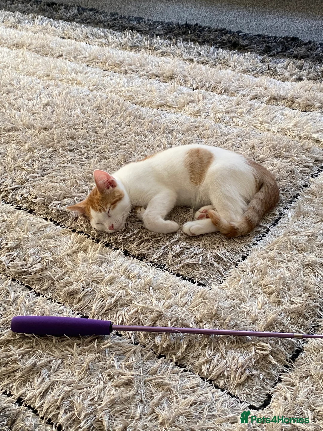 Domestic Shorthair cats for sale: Gizmo  in Morecambe - Advert 5