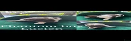 Standard Poodle dogs for sale: Beautiful parti colour phantom Standard Poodles  - Advert 7