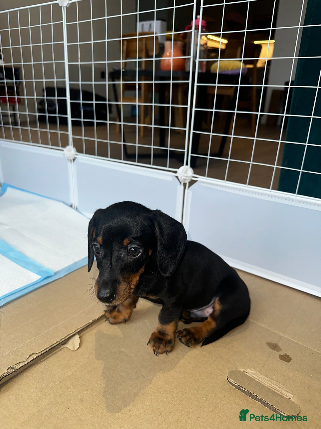 Dachshund dogs for sale:  Adorable Dachshund Puppy Loving Home  - Advert 2