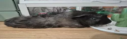 Guinea Pig rodents for sale: Pretty little girl seeks new grass in Corby - Advert 3
