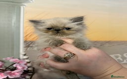 Persian cats for sale: Persians colour point  - Image 9