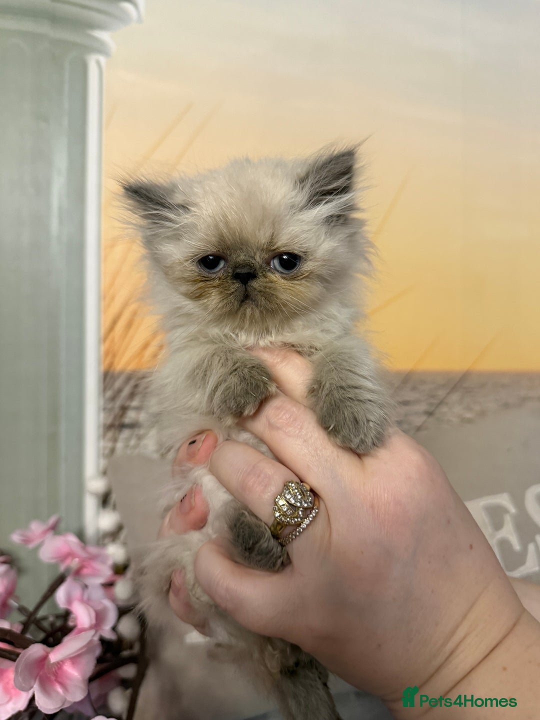 Persian cats for sale: Persians colour point  - Image 9