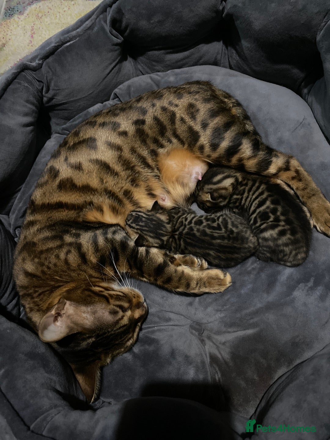 Bengal cats for sale: 2xfemale Bengal kittens tica reg full pedigree  - Advert 6