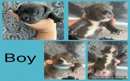 Staffordshire Bull Terrier dogs for sale: Blue and white stafffordshire terrier puppies - Image 6