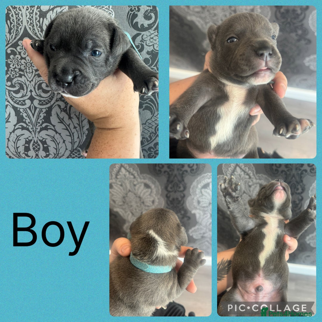 Staffordshire Bull Terrier dogs for sale: Blue and white stafffordshire terrier puppies - Image 6