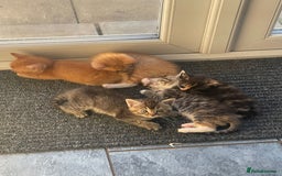 Mixed Breed cats for sale: Beautiful kittens  - Image 2