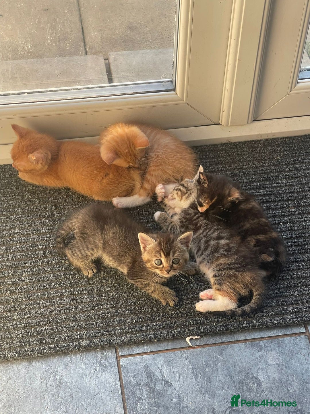 Mixed Breed cats for sale: Beautiful kittens  - Image 2