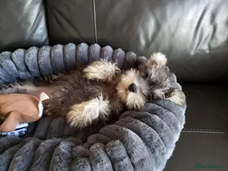 Miniature Schnauzer dogs 1 girl left she is reruced - Advert 1