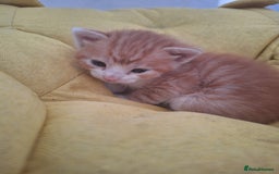 Mixed Breed cats for sale: Kittens ready for forever home - Image 14