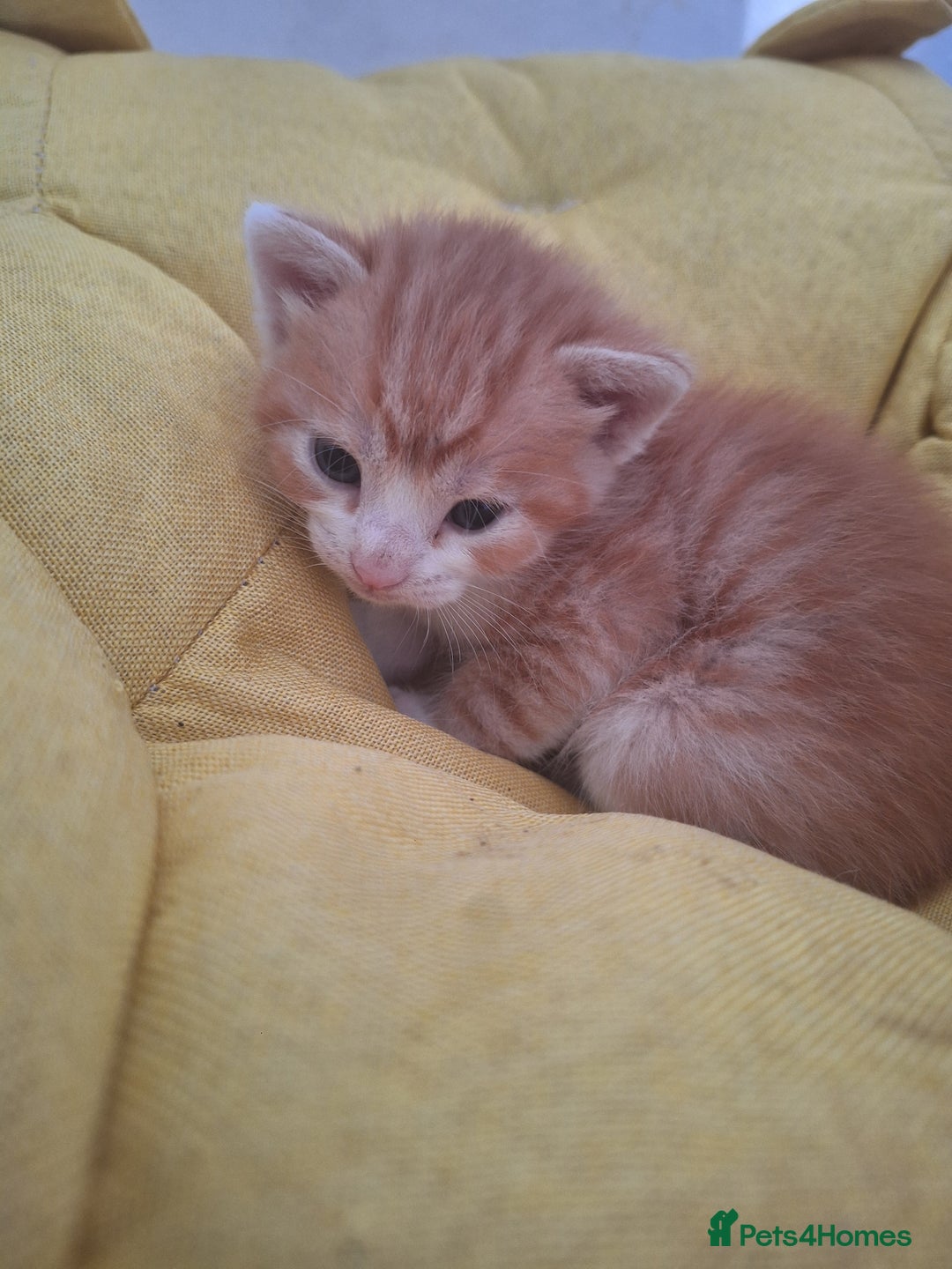 Mixed Breed cats for sale: Kittens ready for forever home - Image 14