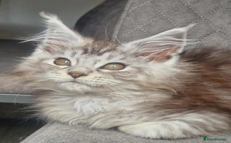 Maine Coon cats - Advert 15