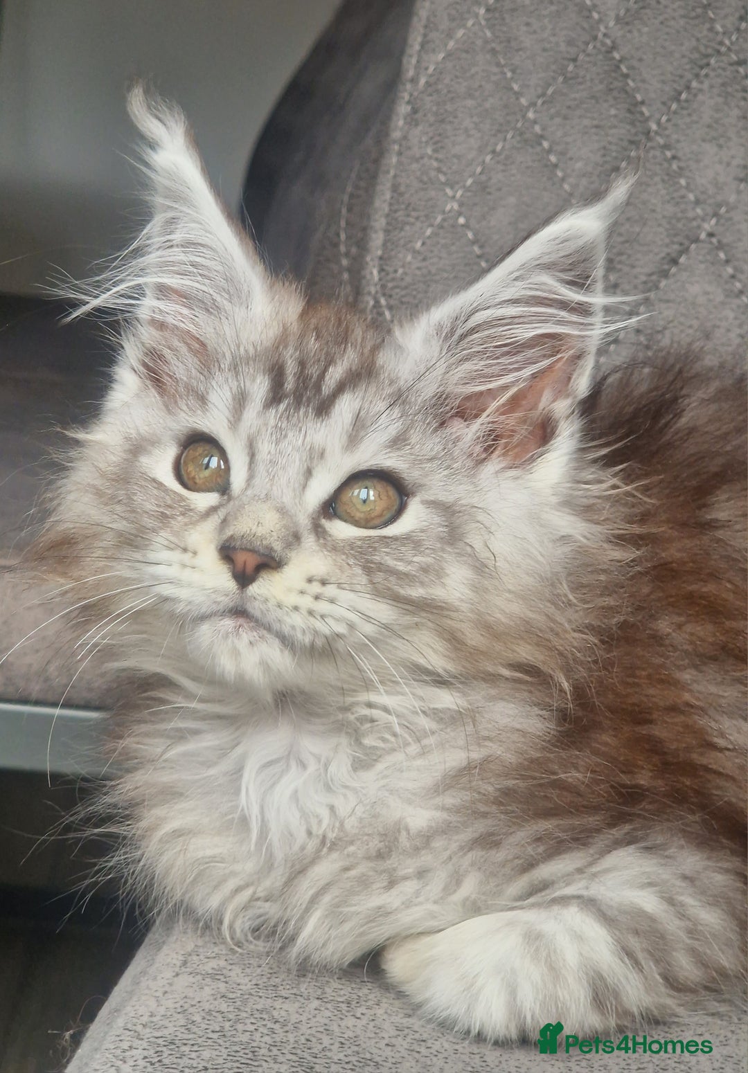 Maine Coon cats for sale: Maine coon kittens  - Image 1