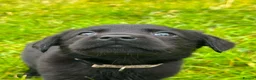 Labrador Retriever dogs for sale: Labrador puppies   - Advert 15