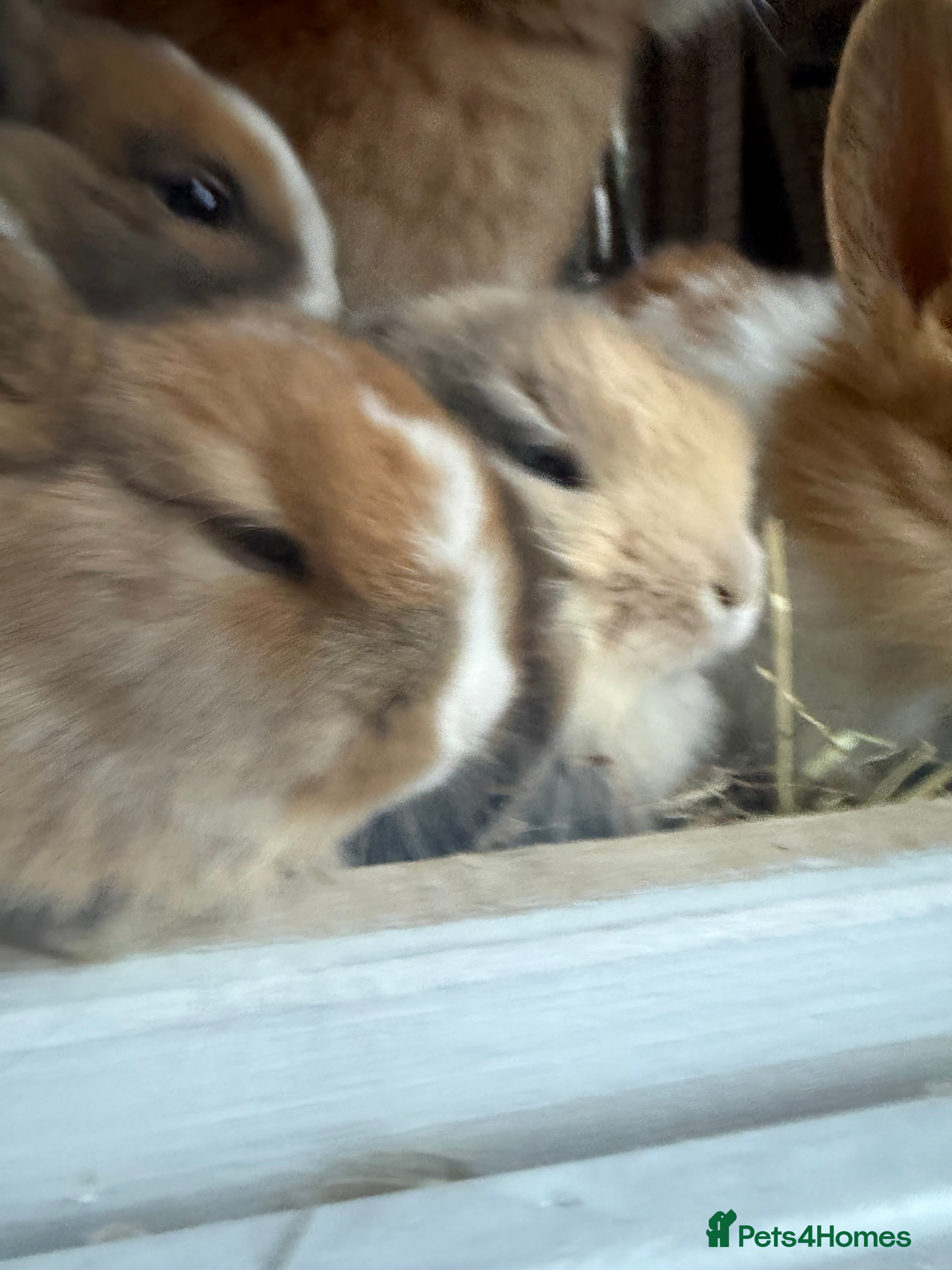 Mixed Breed rabbits Baby bunnies - Advert 18