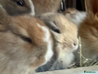 Mixed Breed rabbits Baby bunnies - Advert 18