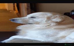 Golden Retriever dogs for sale: Golden retriever X Goldador puppies - Image 11