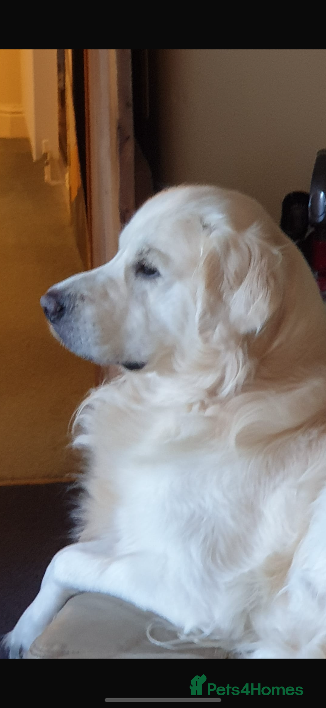 Golden Retriever dogs for sale: Golden retriever X Goldador puppies - Image 11