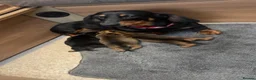 Miniature Dachshund dogs for sale: Miniature dachshund puppies  in Forres - Advert 2
