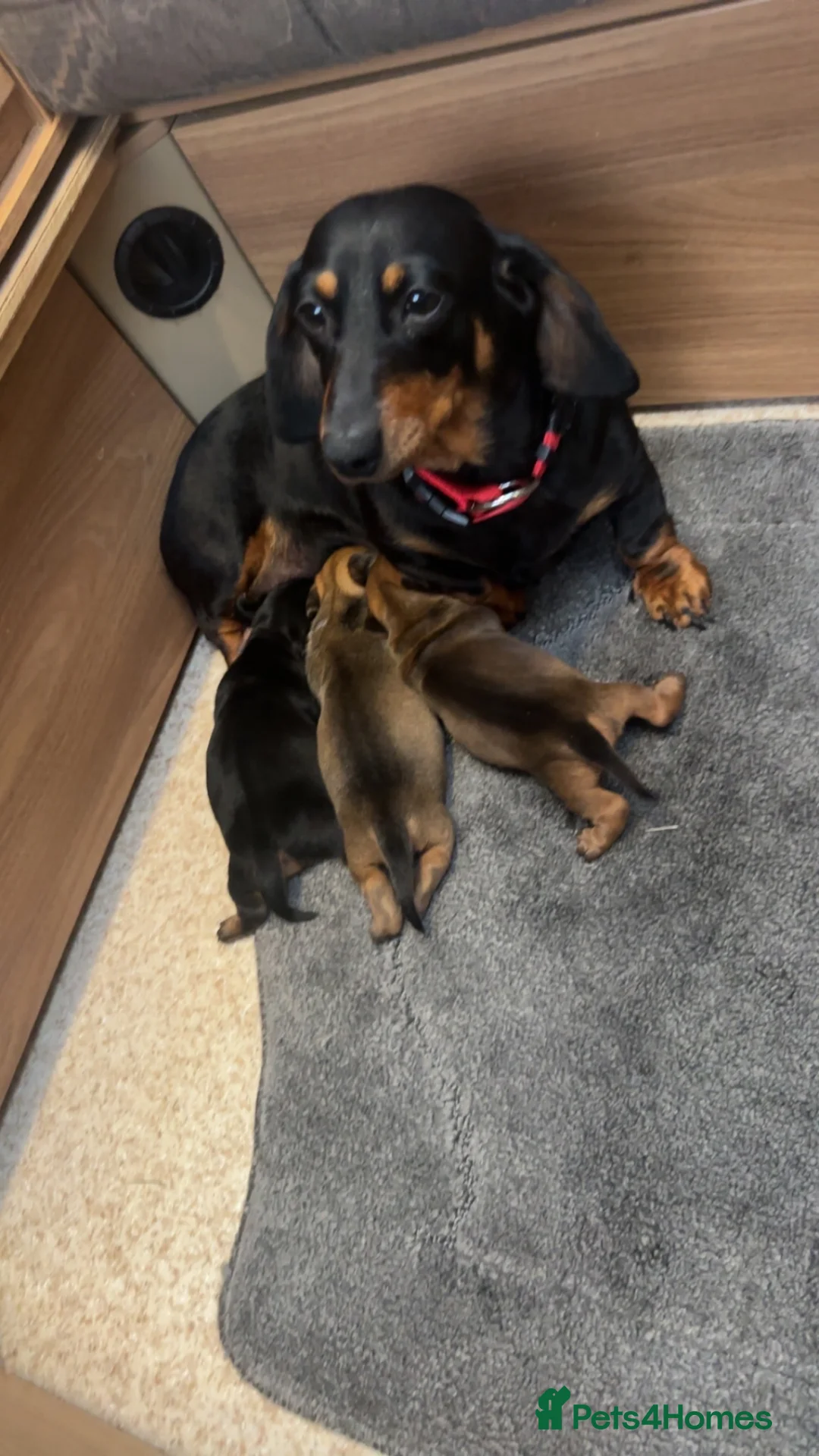 Miniature Dachshund dogs for sale: Miniature dachshund puppies  in Forres - Advert 2