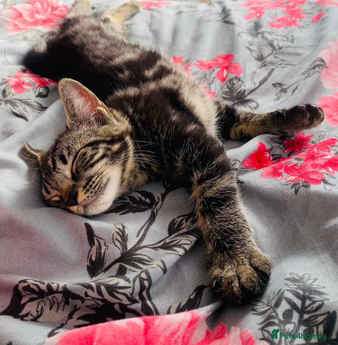 Domestic Shorthair cats for sale: Beautiful kittens ready to go 🐈‍⬛ - Image 14