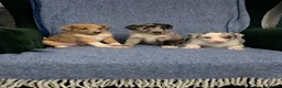 Mixed Breed dogs for sale: Blue Merle Border Collie x Lurcher Puppies  - Advert 11
