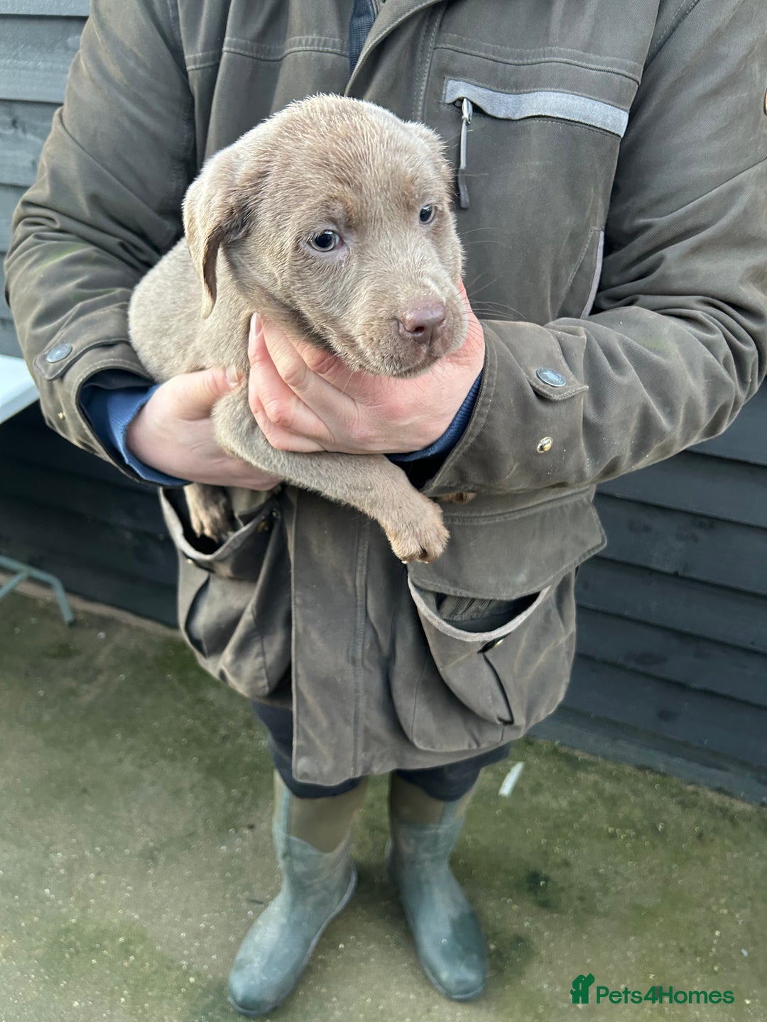 Labrador Retriever dogs for sale: Labrador puppies  - Advert 17