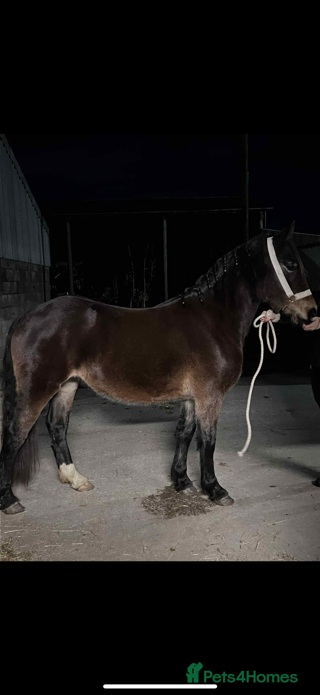 Welsh Section D horses for sale: Chunky dark bay section d filly - Advert 5