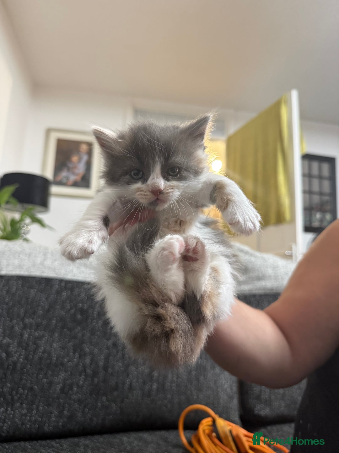 British Longhair cats for sale: 6 beautiful lovable friendly kittens - Image 28