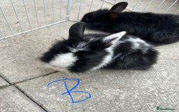 Lionhead rabbits for sale: Lionhead - Image 2