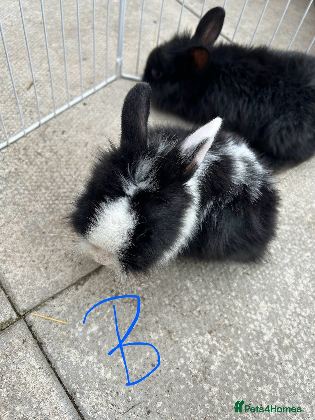 Lionhead rabbits for sale: Lionhead - Image 2