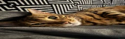 Bengal cats for sale: 💕Rosetted bengal kittens 💕 - Advert 7