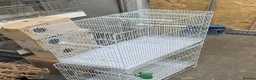 Lovebirds birds for sale: Young bonded pair of love birds  - Advert 4