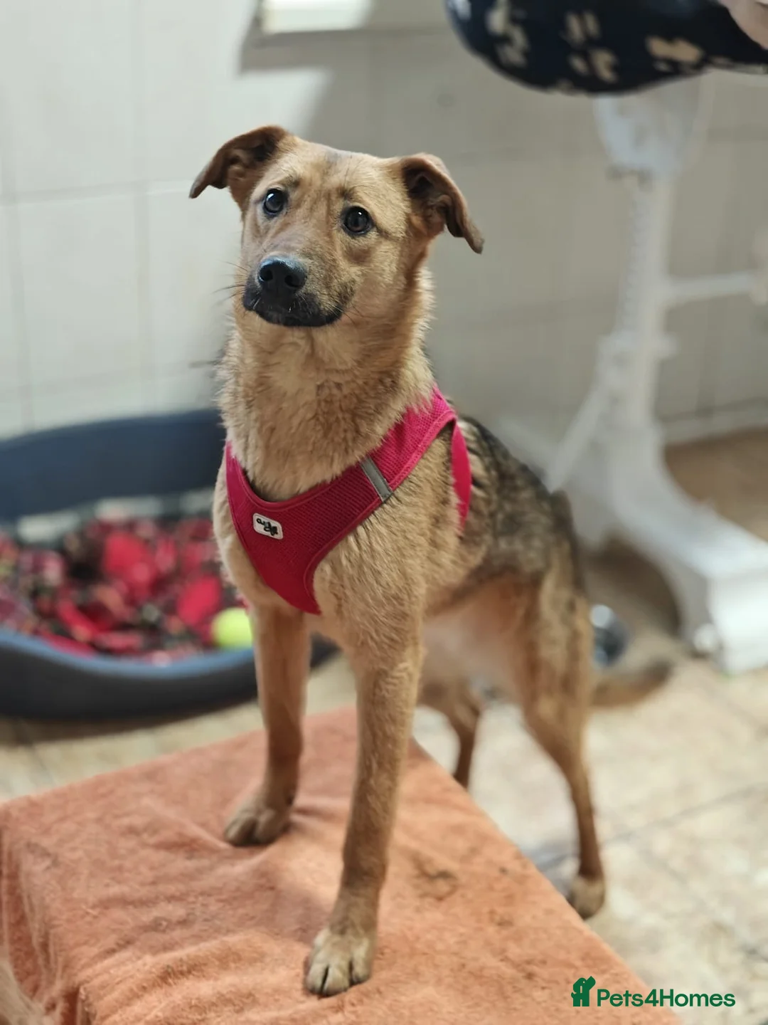 Mixed Breed dogs for adoption: ❤️🐶 MALTA – EASY TO LOVE, EASY TO LIVE WITH in Burton-on-Trent - Advert 2