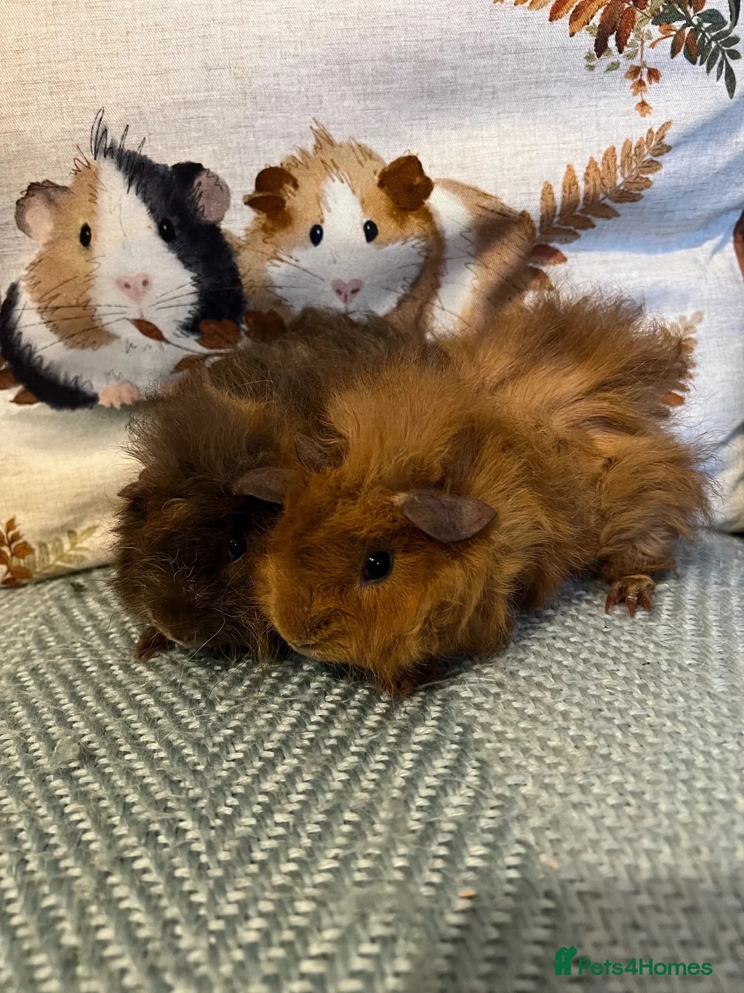 Guinea Pig rodents for sale: Lunkarya Mix Baby Male Guinea Pigs for Sale - Advert 2