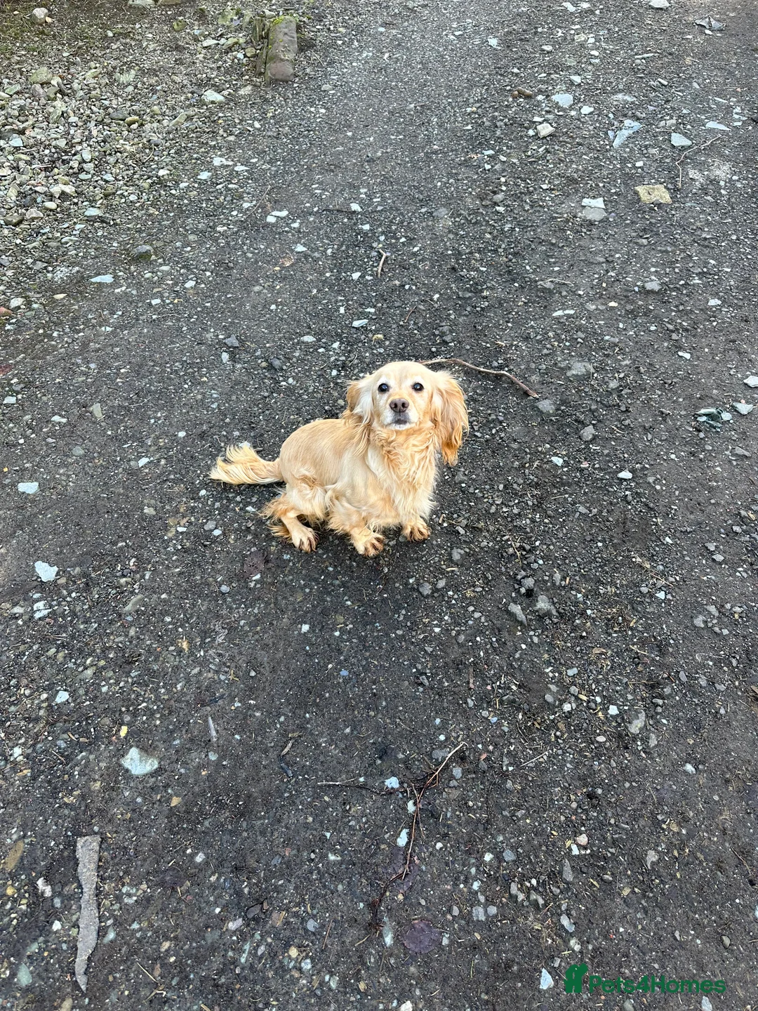 Cocker Spaniel dogs for sale: Cocker spaniel  - Advert 2