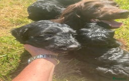 Cockapoo dogs for sale: F1 cockerpoos  - Image 13