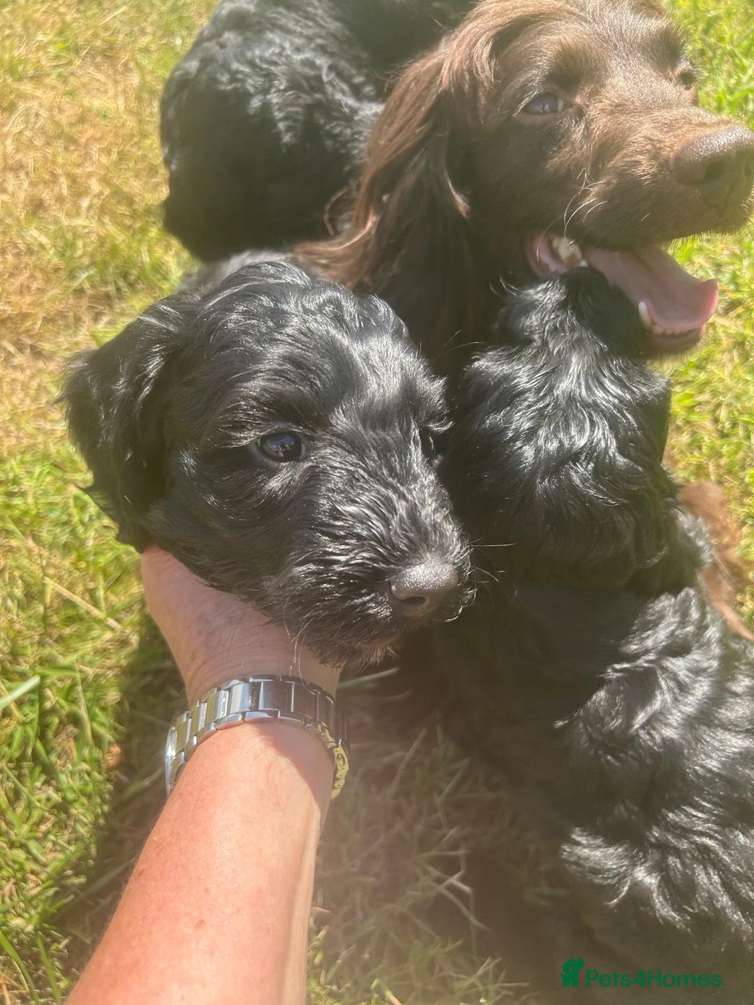 Cockapoo dogs for sale: F1 cockerpoos  - Image 13