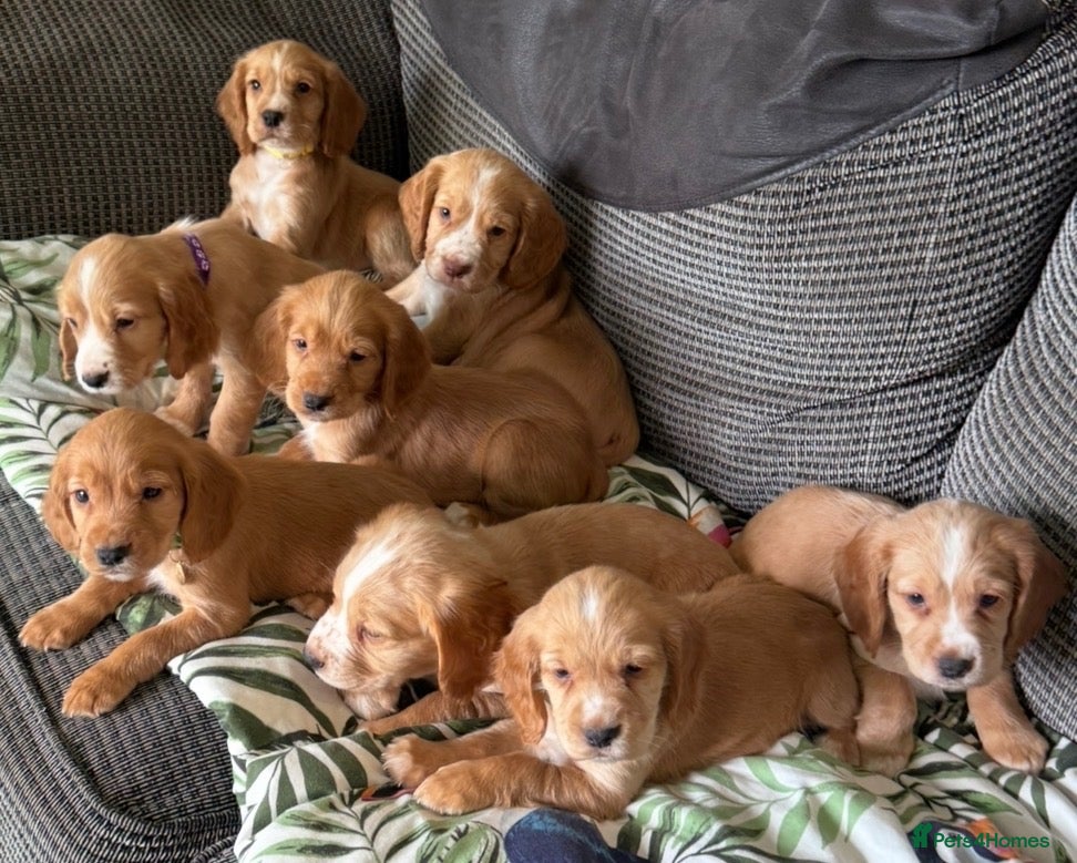 Cocker Spaniel dogs Kc registered cocker spaniel pups - Advert 1