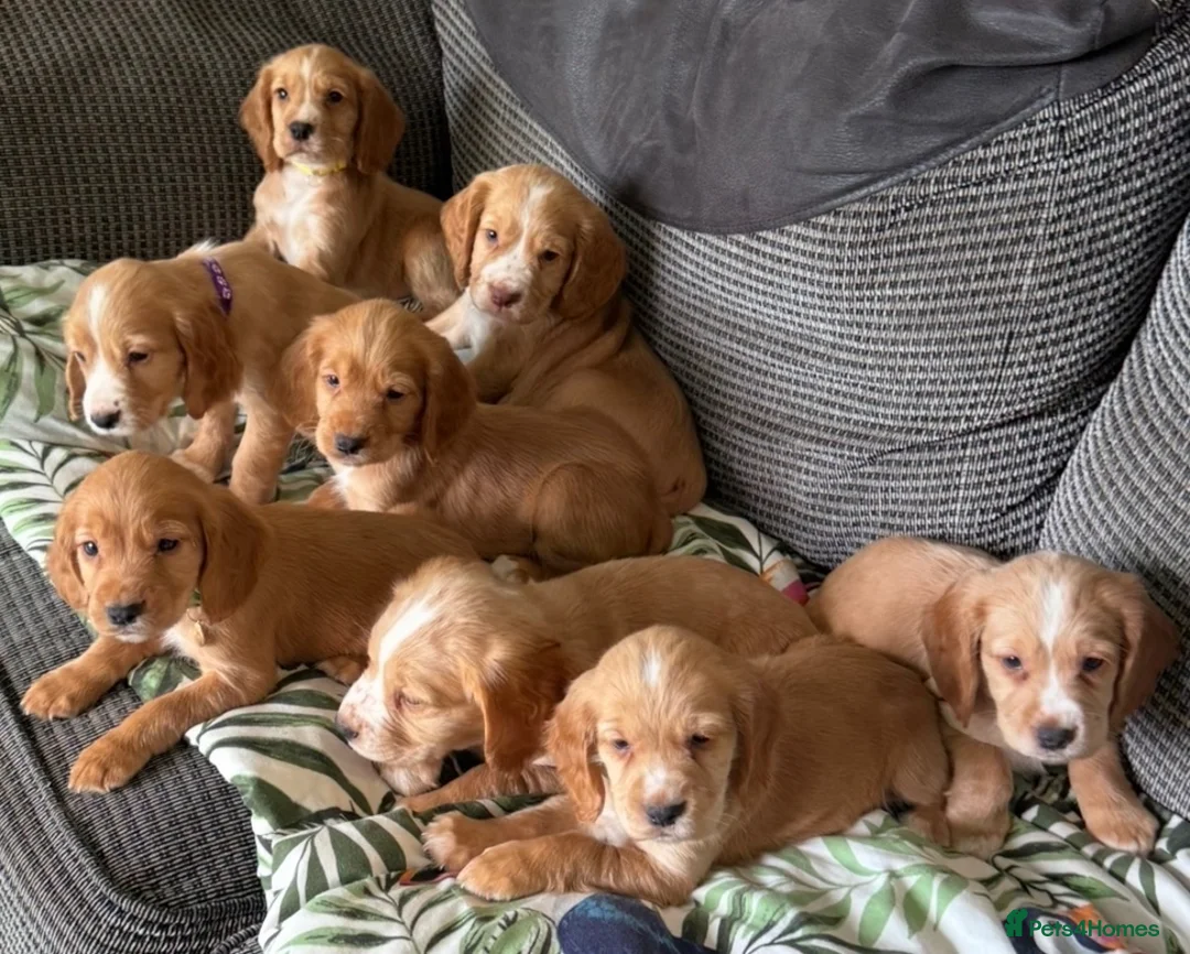 Cocker Spaniel dogs for sale: Kc registered cocker spaniel pups - Advert 1