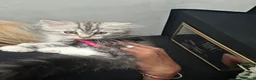 Persian cats for sale: Persian Mix Male Kitten - Advert 8