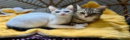 Arabian Mau cats for adoption: Meet Lulu & Lily (House/Indoor Cats) 💕 - Advert 8