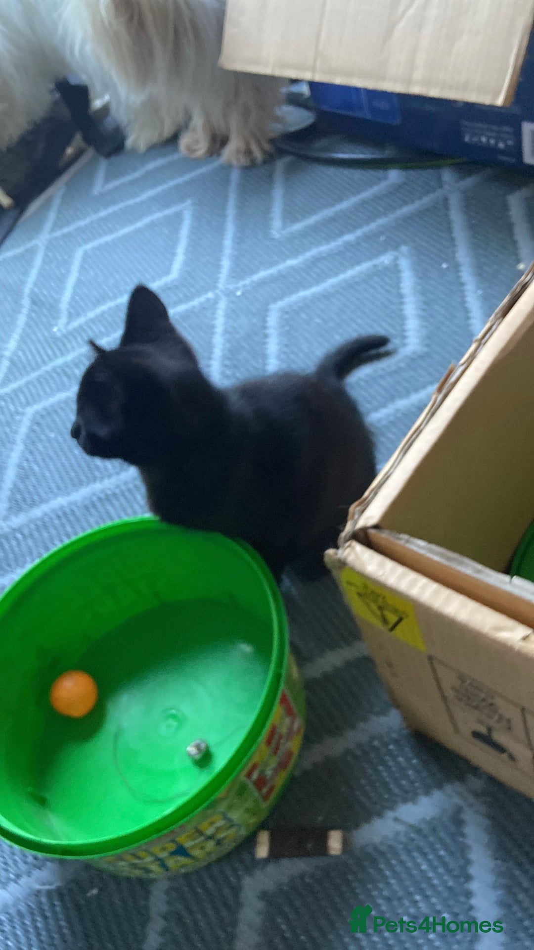 Mixed Breed cats for sale: Scottish fold cross for sale  - Image 24