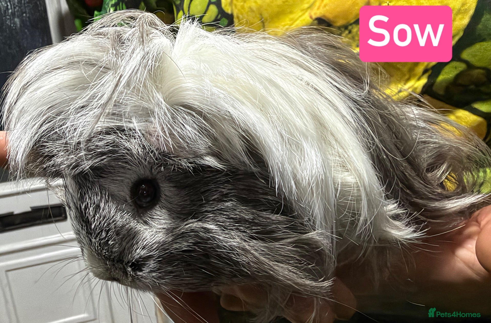 Guinea Pig rodents for sale: Breeding herd of Lunkarya - Advert 3
