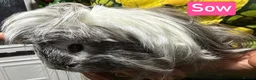 Guinea Pig rodents for sale: Breeding herd of Lunkarya - Advert 1