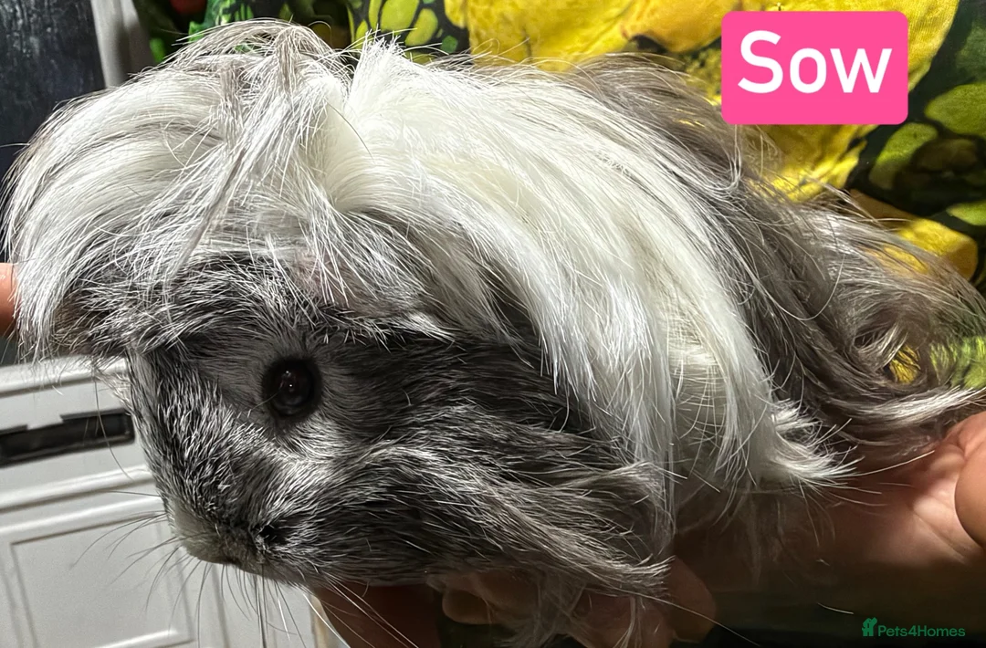 Guinea Pig rodents for sale: Breeding herd of Lunkarya - Advert 1
