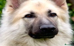 German Shepherd dogs for stud: silver sable, proven, health tested, kc reg. in Royston - Image 9