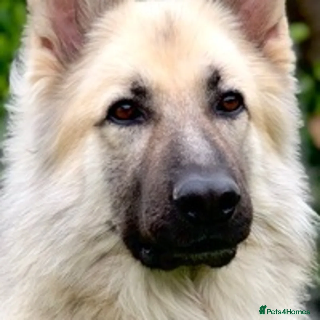 German Shepherd dogs for stud: silver sable, proven, health tested, kc reg. in Royston - Advert 9