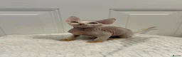 Devon Rex cats for sale: Fife reg Devon Rex kittens  - Advert 27