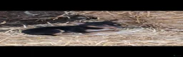 Australian Kelpie dogs for sale: Beautiful kelpie puppies for sale - Advert 10