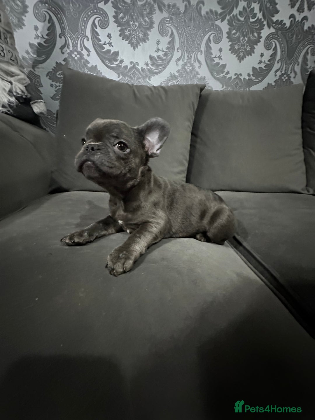 French Bulldog dogs for sale: Lilac carrying fluffy  - Advert 15